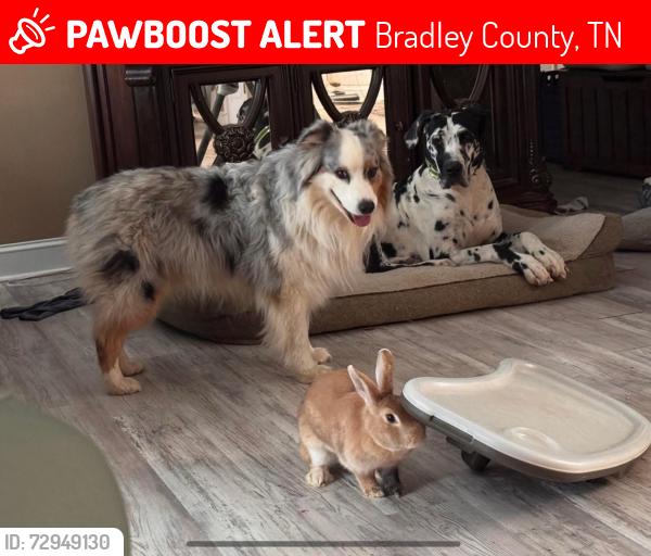 Lost Male Dog last seen North Bucks Pocket Road Old Fort, TN, Bradley County, TN 30751