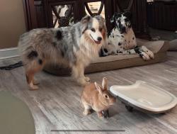 Lost Male Dog last seen North Bucks Pocket Road Old Fort, TN, Bradley County, TN 30751