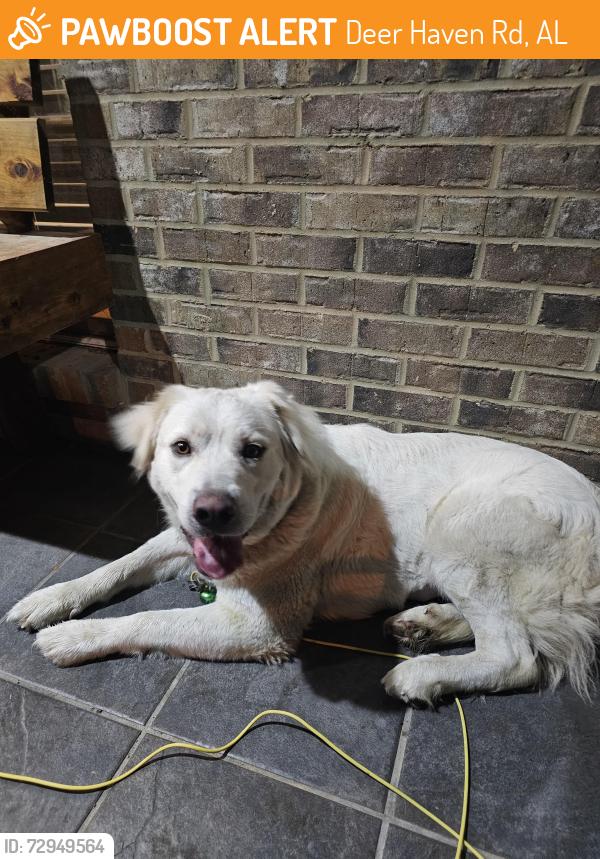 Found/Stray Female Dog last seen Deer Haven Rd zubar st , Springville, AL 35146