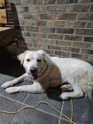 Found/Stray Female Dog last seen Deer Haven Rd zubar st , Springville, AL 35146