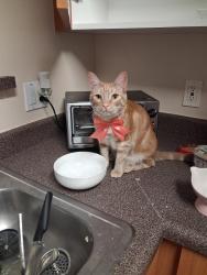 Lost Female Cat last seen Fair and chandler, Los Angeles, CA 91601