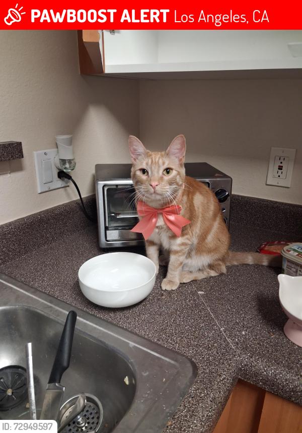 Lost Female Cat last seen Fair and chandler, Los Angeles, CA 91601