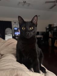 Lost Female Cat last seen Akron road & Cypress Rd, Greenacres, FL 33467