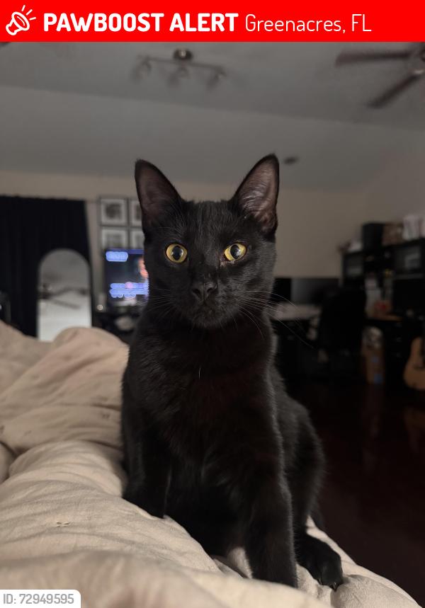 Lost Female Cat last seen Akron road & Cypress Rd, Greenacres, FL 33467