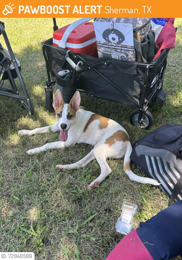 Found/Stray Male Dog last seen Old Settlers Park , Sherman, TX 75090