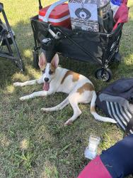 Found/Stray Male Dog last seen Old Settlers Park , Sherman, TX 75090