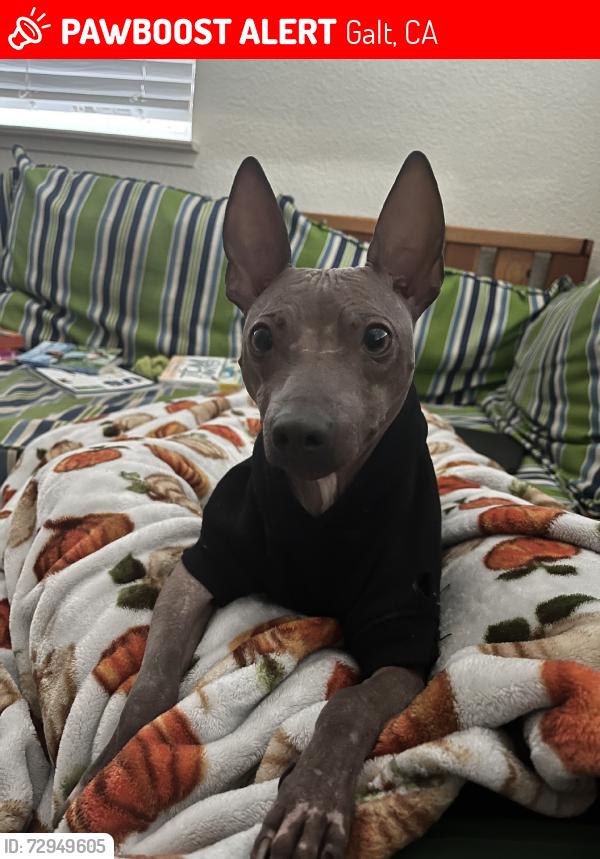 Lost Female Dog last seen possibly around Starbucls or Walmart, Galt, CA 95632