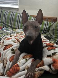 Lost Female Dog last seen possibly around Starbucls or Walmart, Galt, CA 95632