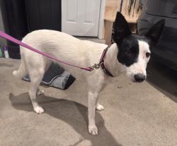 Found/Stray Female Dog last seen Union Ave near Stojanovich park , Campbell, CA 95008