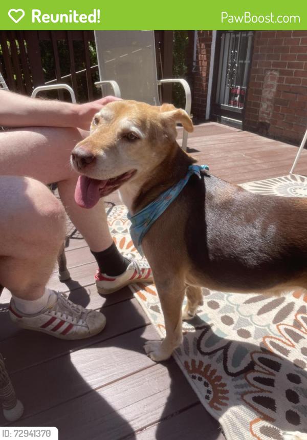 Reunited Female Dog last seen Meadowbrook and Canterbury, Cleveland Heights, OH 44118