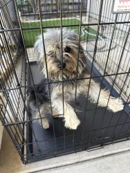 Found/Stray Female Dog last seen The Preserve / Chino Mill Creek & Horizon, Chino, CA 91708