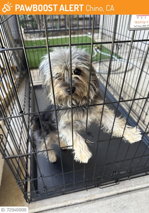 Found/Stray Female Dog last seen The Preserve / Chino Mill Creek & Horizon, Chino, CA 91708