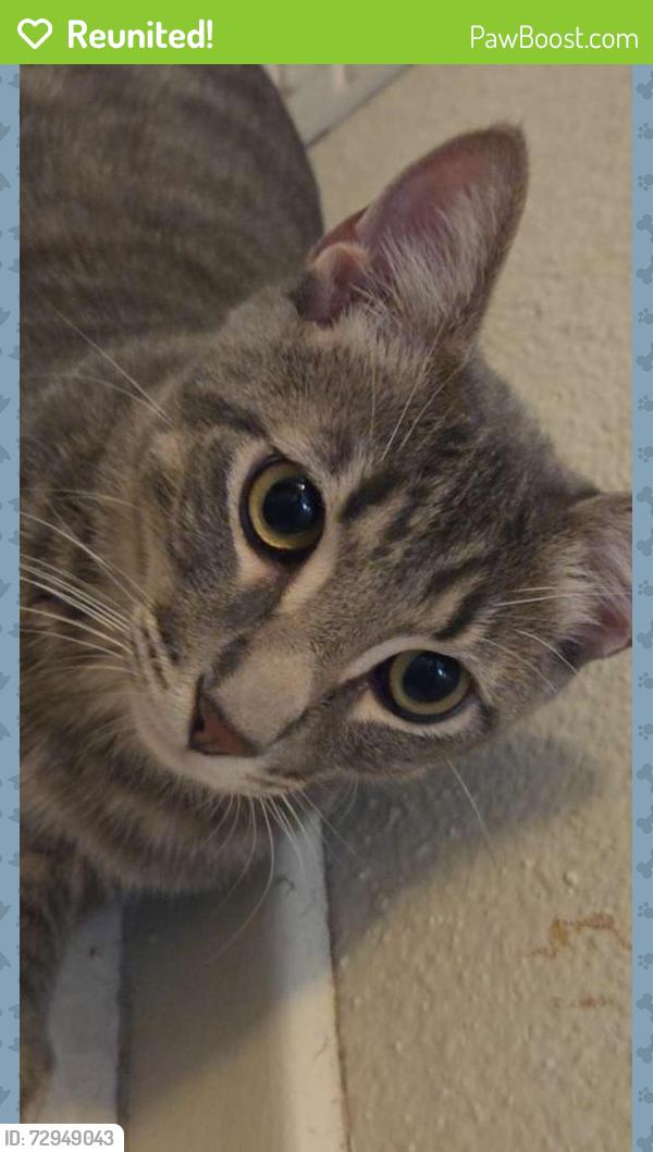 Reunited Male Cat last seen Tyler Ridge Ave , Henderson, NV 89012