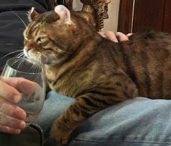 Reunited Male Cat last seen Near Garfias Drive, Pasadena 91104, Pasadena, CA 91104