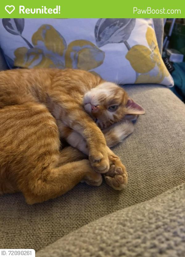 Reunited Male Cat last seen The Depot/Bike Path, Farmington, CT 06085