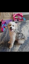 Reunited Male Dog last seen Across from Red Bug Elementary, next to mill creek lane and nodding Pines way, Seminole County, FL 32707
