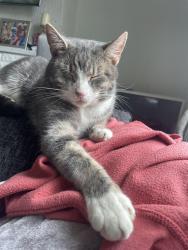 Reunited Male Cat last seen The bull , Penenden Heath, England ME14