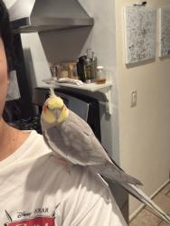 Lost Unknown Bird last seen Near Meadowbrook Drive, San Diego, CA 92114