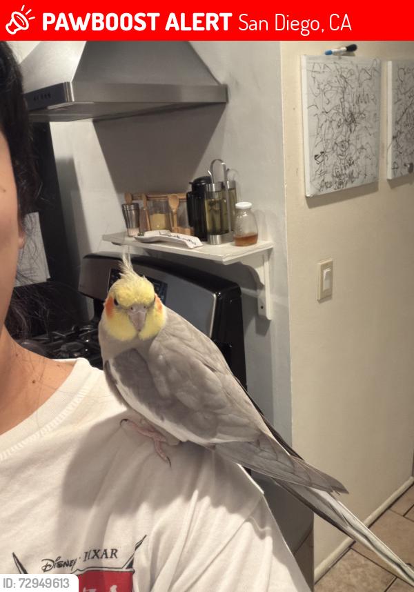 Lost Unknown Bird last seen Near Meadowbrook Drive, San Diego, CA 92114