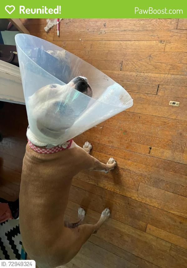 Reunited Female Dog last seen Farthing & Maynard, Durham, NC 27704