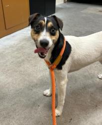 Shelter Stray Female Dog last seen Stone & 5th, SPOKANE, WA, 99202, Spokane, WA 99212