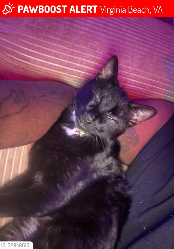 Lost Female Cat last seen Willow oak cut, Virginia Beach, VA 23451