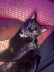 Lost Female Cat last seen Willow oak cut, Virginia Beach, VA 23451
