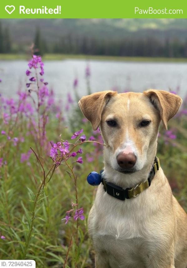 Reunited Female Dog last seen Deneki Lakes, Denali National Park and Preserve, AK 99755