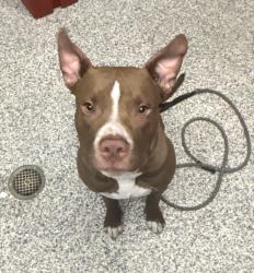 Shelter Stray Male Dog last seen W 14th Ave & Pierce St, Lakewood, CO, 80226, Golden, CO 80401