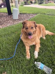 Reunited Female Dog last seen Messina and Folonari, San Antonio, TX 78258