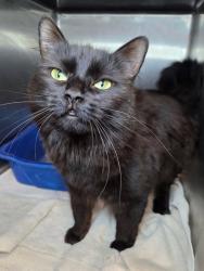 Shelter Stray Female Cat last seen MD, Millersville, MD 21054