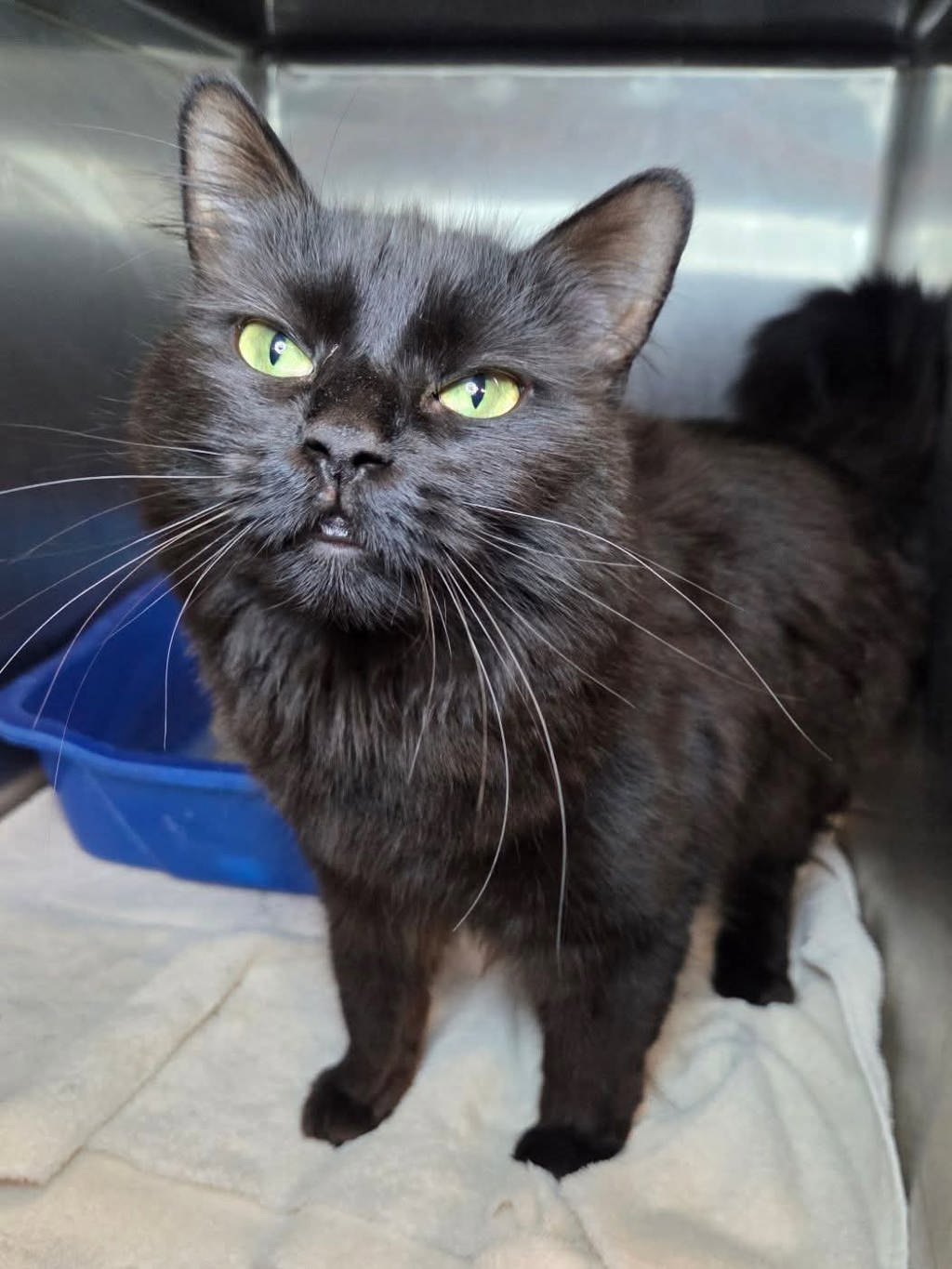 Shelter Stray Female Cat last seen MD, Millersville, MD 21054