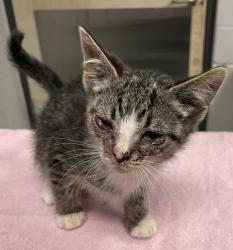 Shelter Stray Female Cat last seen Near Quarry Road, ZEBULON, NC, 27597, Raleigh, NC 27610