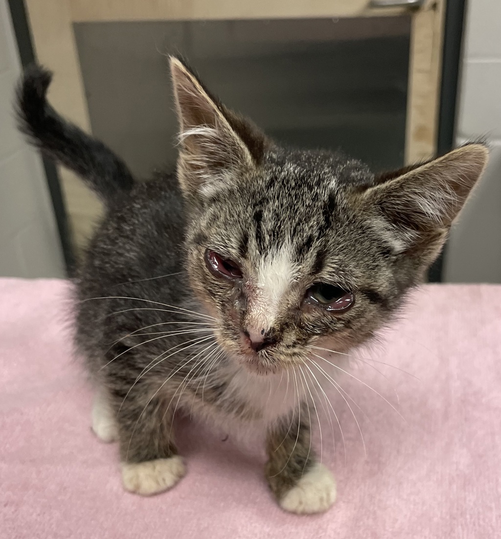 Shelter Stray Female Cat last seen Near Quarry Road, ZEBULON, NC, 27597, Raleigh, NC 27610