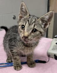 Shelter Stray Male Cat last seen Near Quarry Road, ZEBULON, NC, 27597, Raleigh, NC 27610
