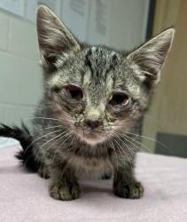 Shelter Stray Female Cat last seen Near Quarry Road, ZEBULON, NC, 27597, Raleigh, NC 27610