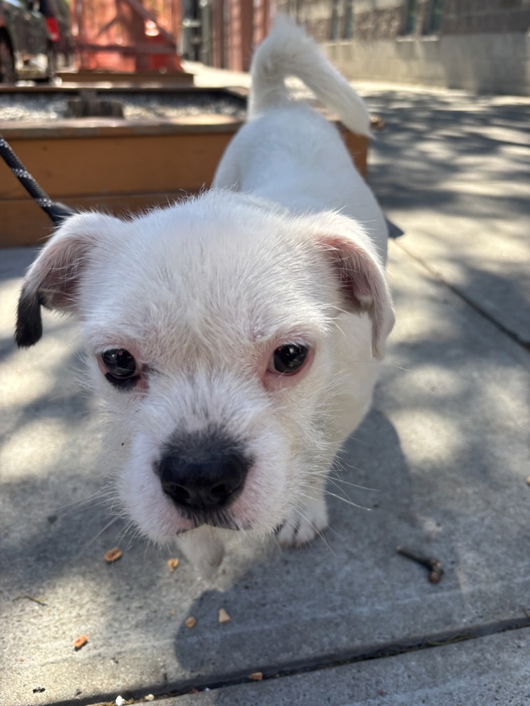 Shelter Stray Female Dog last seen Soundview Park Avenue, BRONX, NY, 10473, New York, NY 10029
