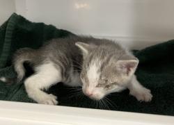 Shelter Stray Male Cat last seen Near Broad Street, NEW YORK, NY, 10004, New York, NY 10029