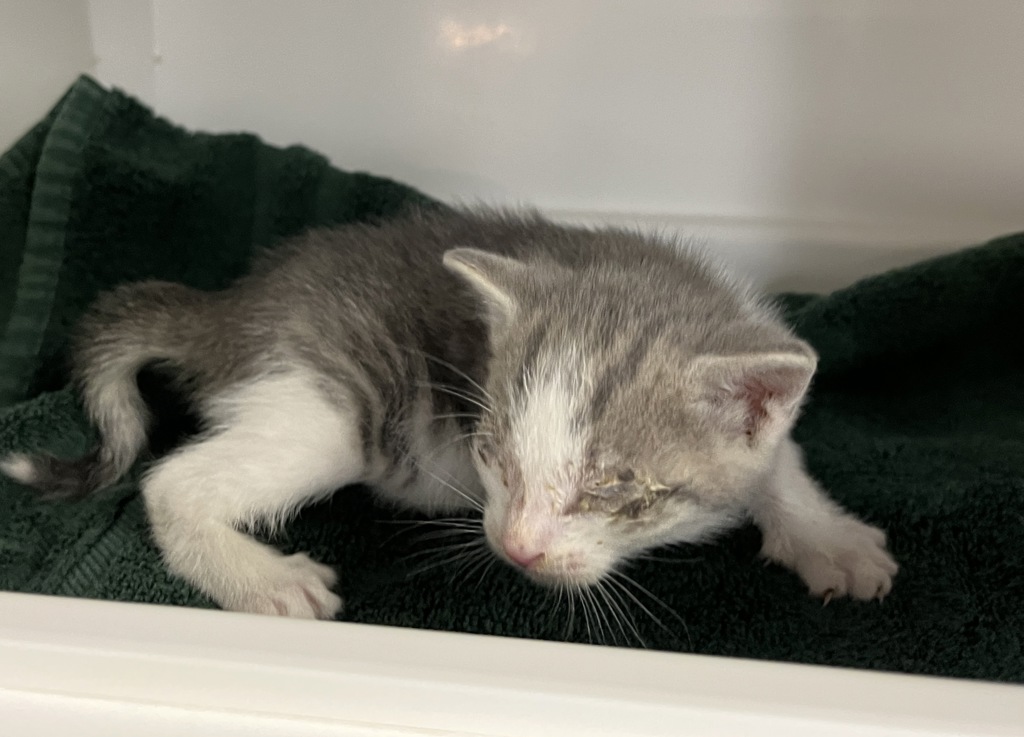 Shelter Stray Male Cat last seen Near Broad Street, NEW YORK, NY, 10004, New York, NY 10029