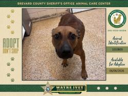 Shelter Stray Female Dog last seen FL, Melbourne, FL 32934