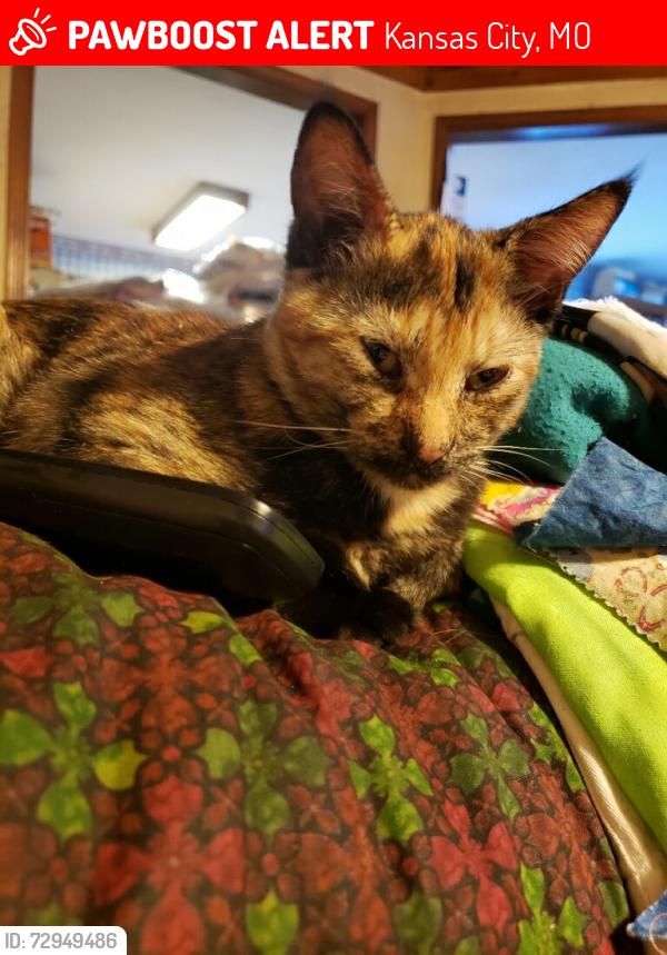 Lost Female Cat last seen Pleasant Valley Rd and N. Brighton, Kansas City, MO 64119
