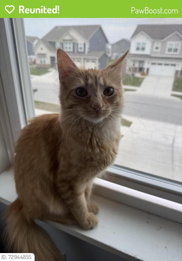 Reunited Female Cat last seen gibbert ln , Westfield, IN 46074