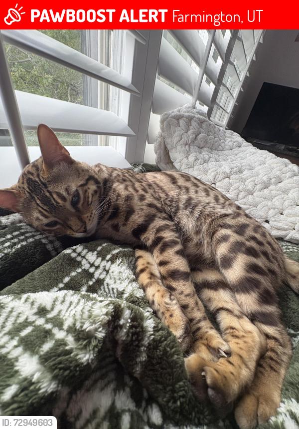 Lost Female Cat last seen Neighbourhood , Farmington, UT 84025