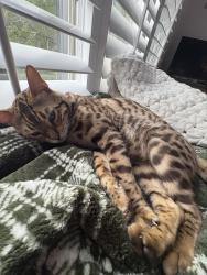 Lost Female Cat last seen Neighbourhood , Farmington, UT 84025