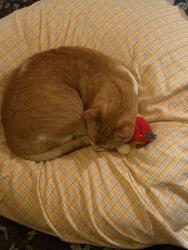 Reunited Male Cat last seen Burbank and Laurel Canyon , Los Angeles, CA 91607