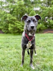 Lost Female Dog last seen Lyndhurst, OH, Lyndhurst, OH 44124