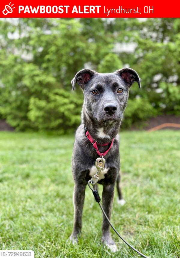 Lost Female Dog last seen Lyndhurst, OH, Lyndhurst, OH 44124