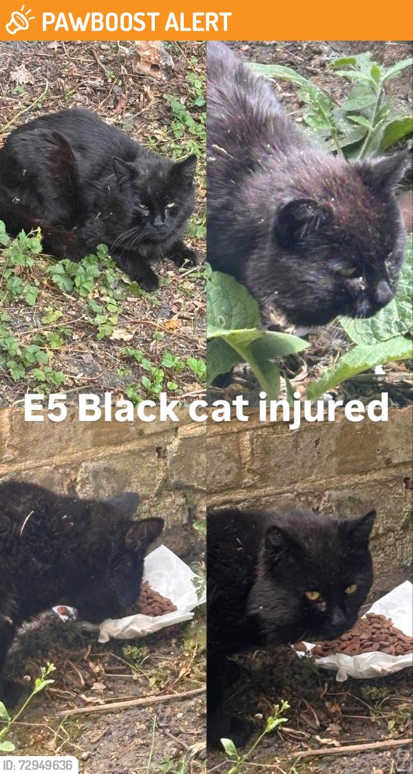 Found/Stray Unknown Cat last seen Near Cricketfield Road, Lower Clapton, England E5 8NR