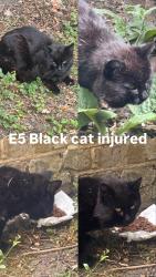 Found/Stray Unknown Cat last seen Near Cricketfield Road , Lower Clapton, England E5 8NR