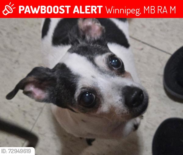 Lost Female Dog last seen Pacific and Ellen , Winnipeg, MB R3A 0M7